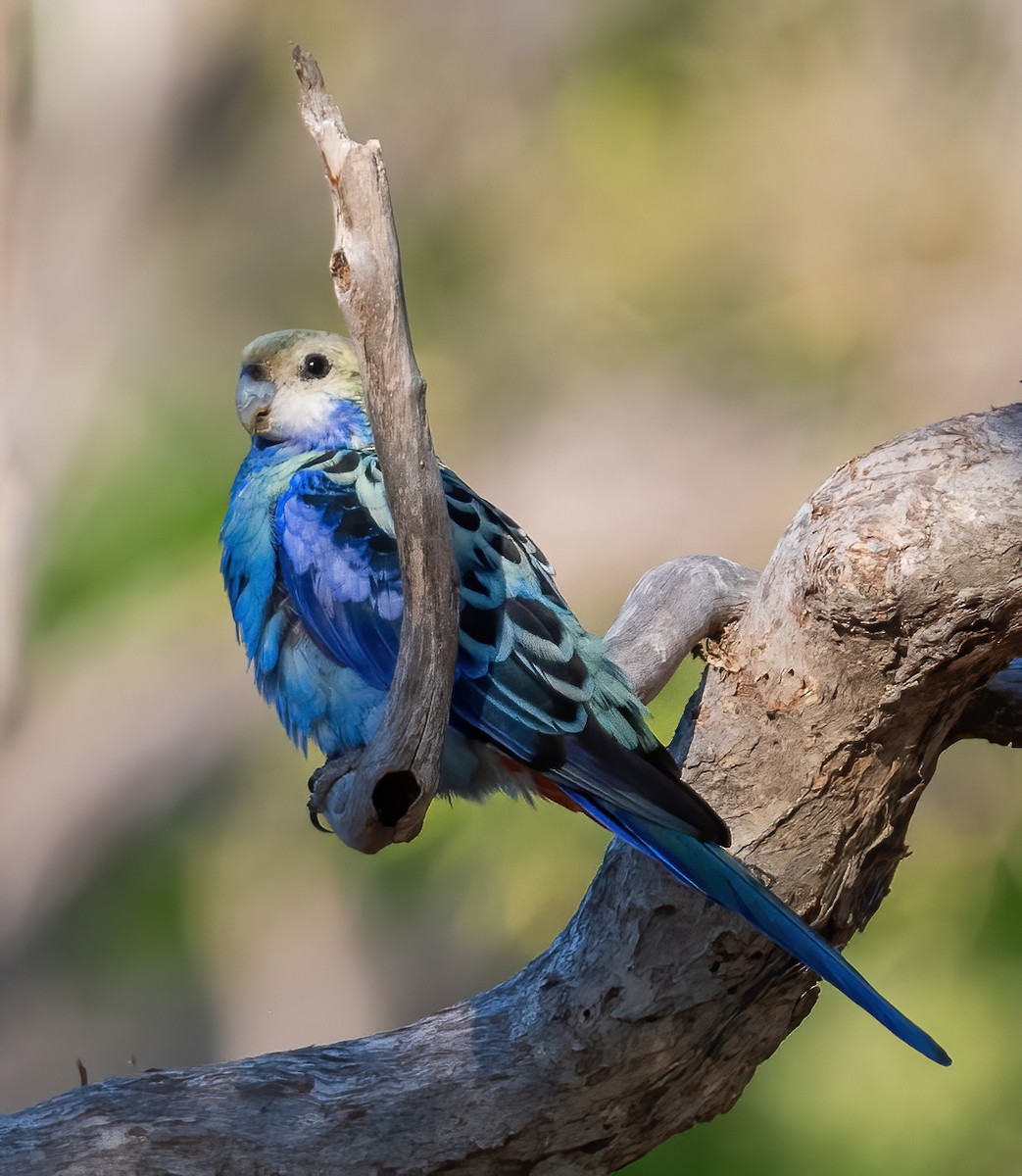 Pale-headed Rosella - ML643969360
