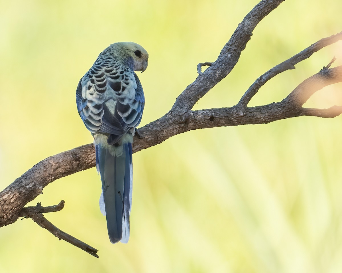 Pale-headed Rosella - ML643969361
