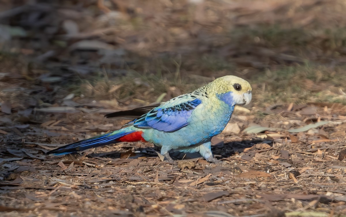 Pale-headed Rosella - ML643969362