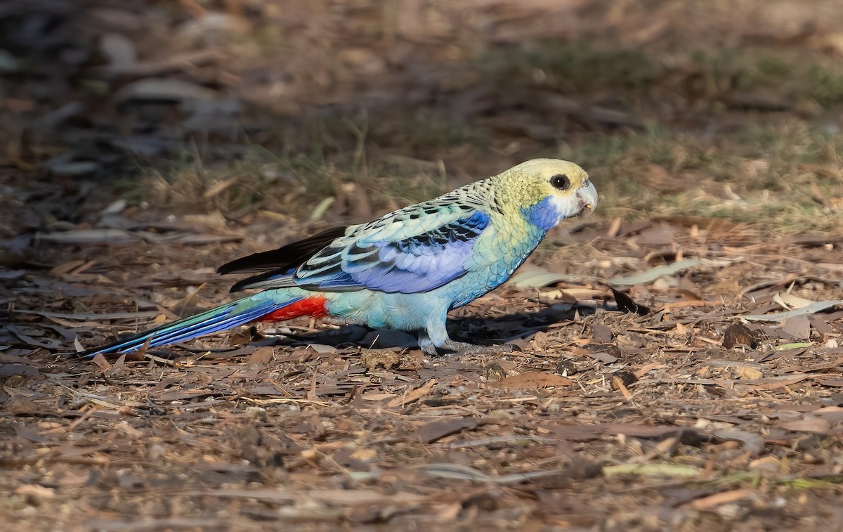 Pale-headed Rosella - ML643969363