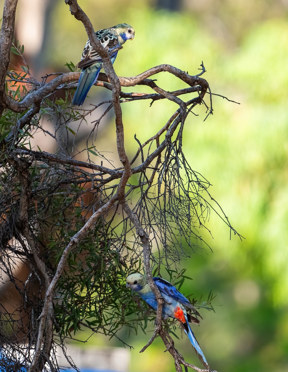 Pale-headed Rosella - ML643969364