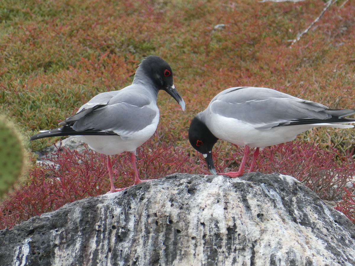 Gaviota Tijereta - ML643969369