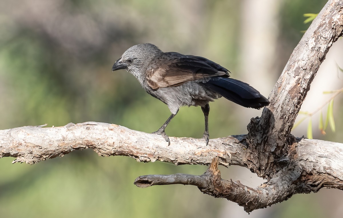 Apostlebird - ML643969374