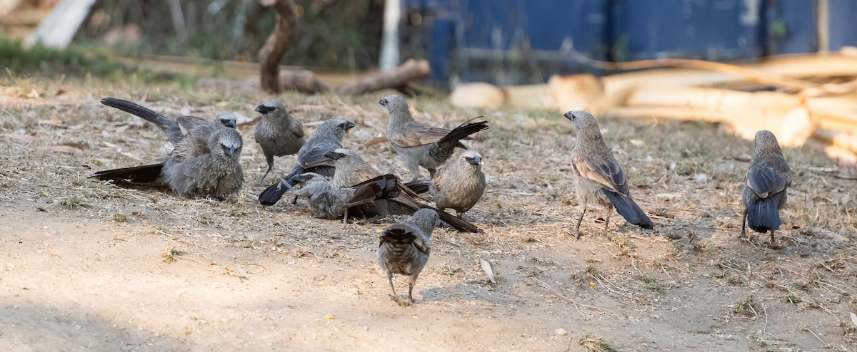 Apostlebird - ML643969375