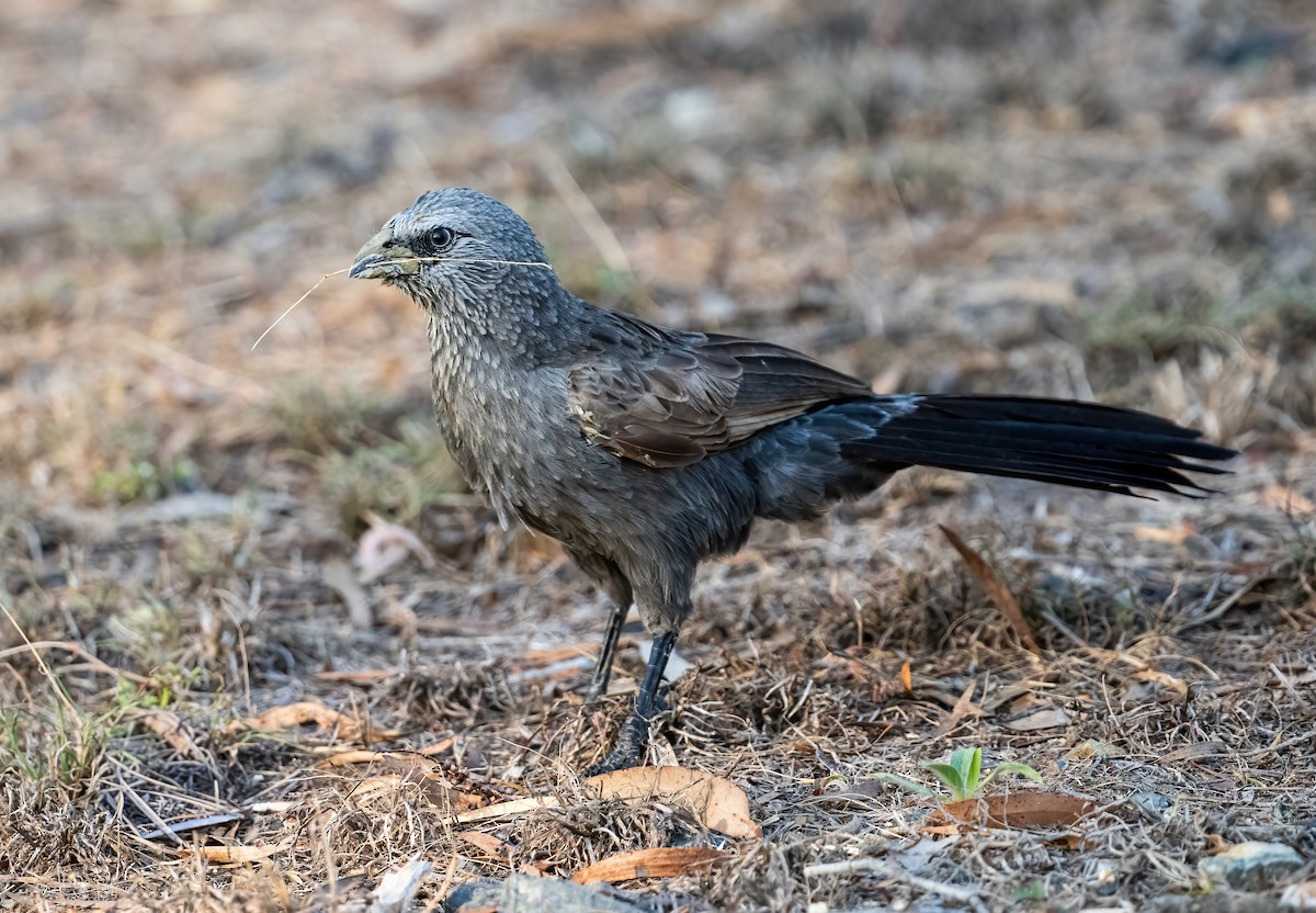 Apostlebird - ML643969376