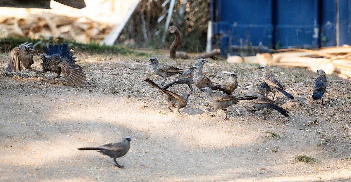 Apostlebird - ML643969377