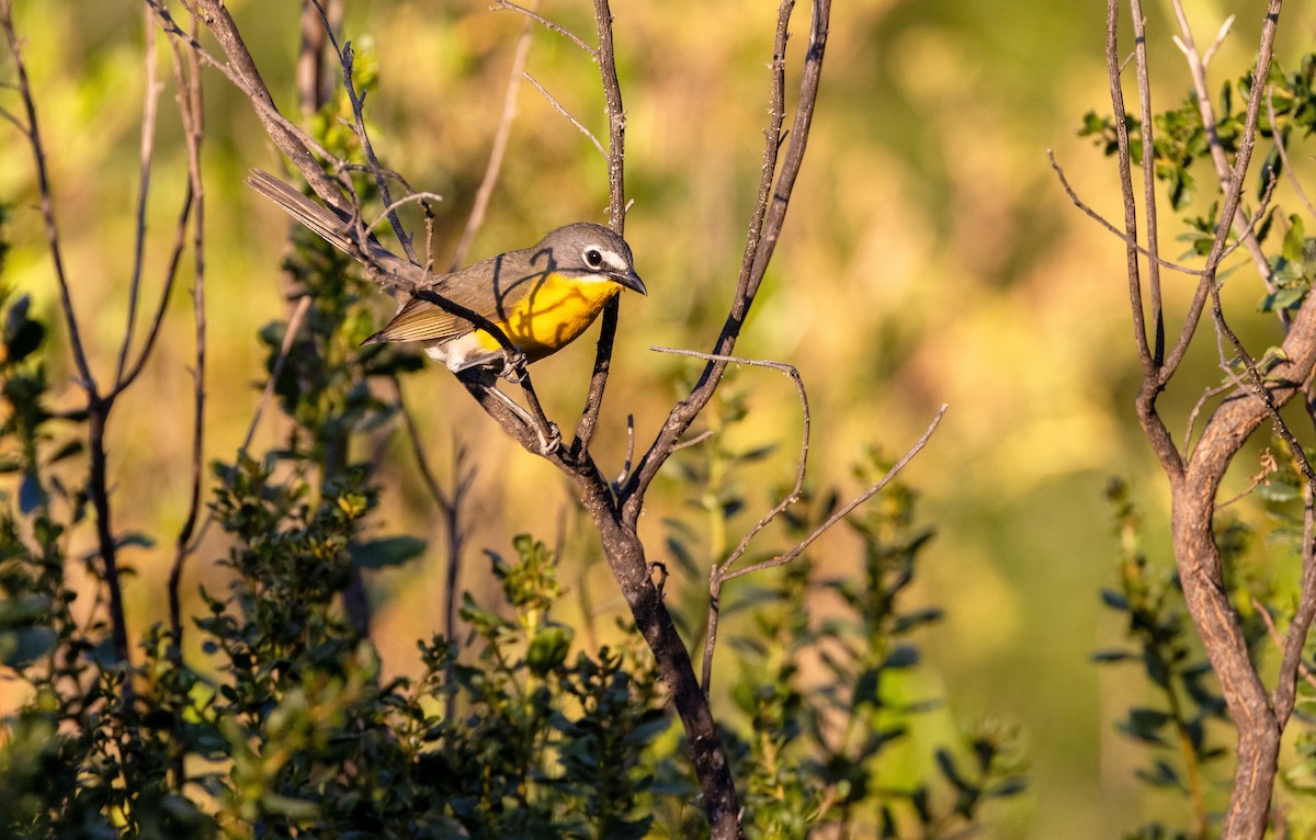 gulbrystparula - ML643969390