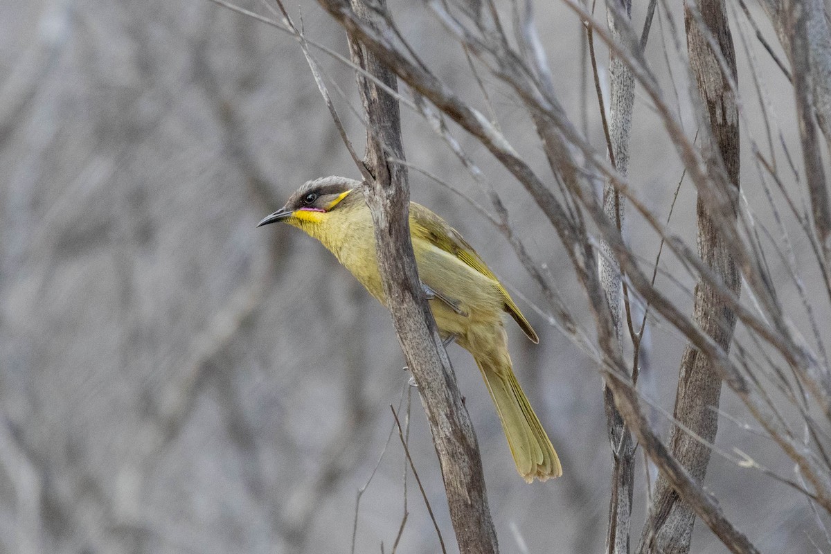 Purple-gaped Honeyeater - ML643969412