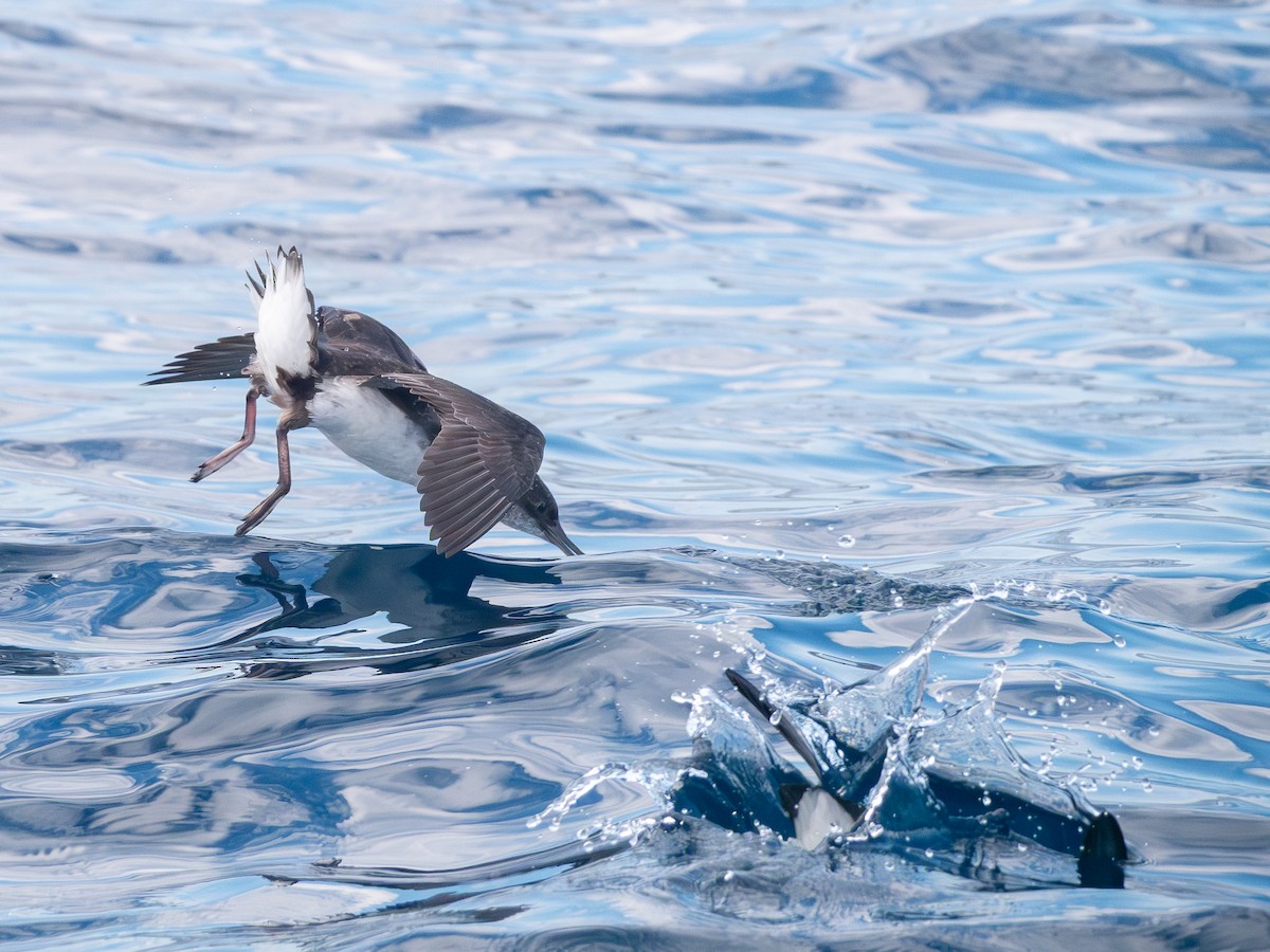 Fluttering Shearwater - ML643969416
