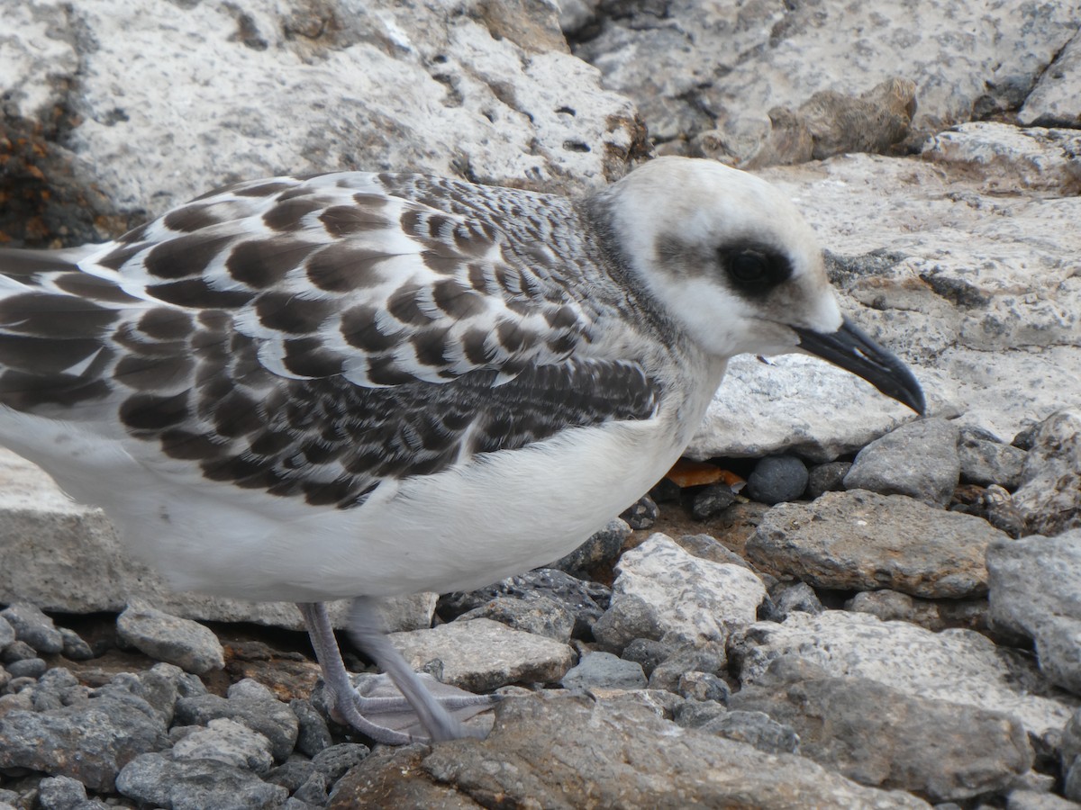 Gaviota Tijereta - ML643969417