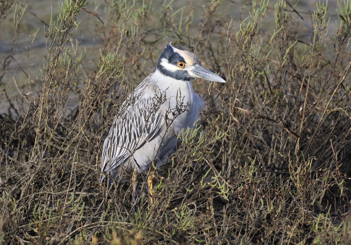 Yellow-crowned Night Heron - ML643969445
