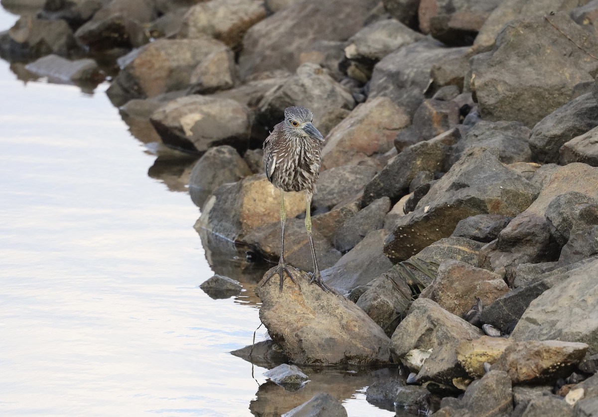 Yellow-crowned Night Heron - ML643969446