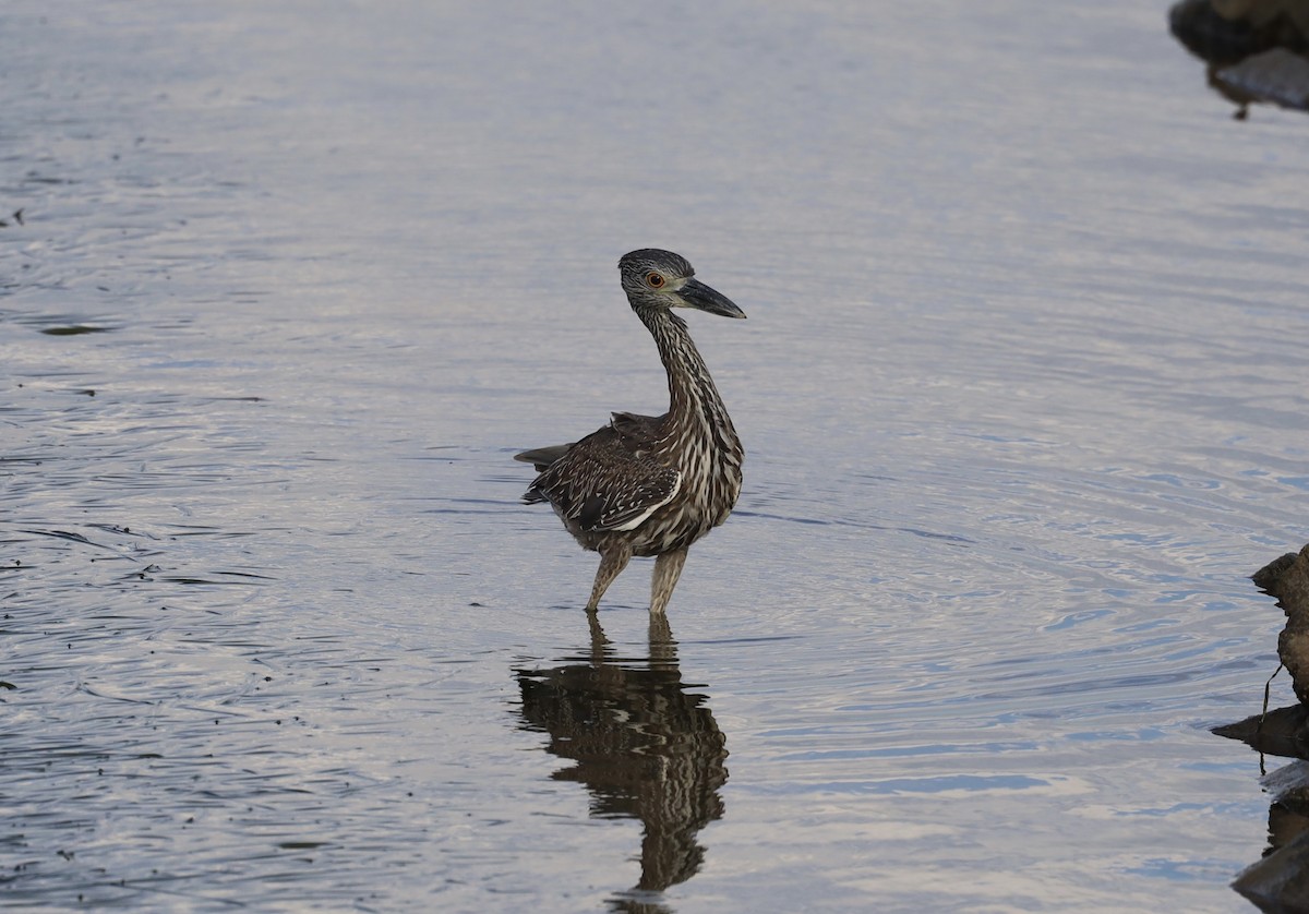 Yellow-crowned Night Heron - ML643969447