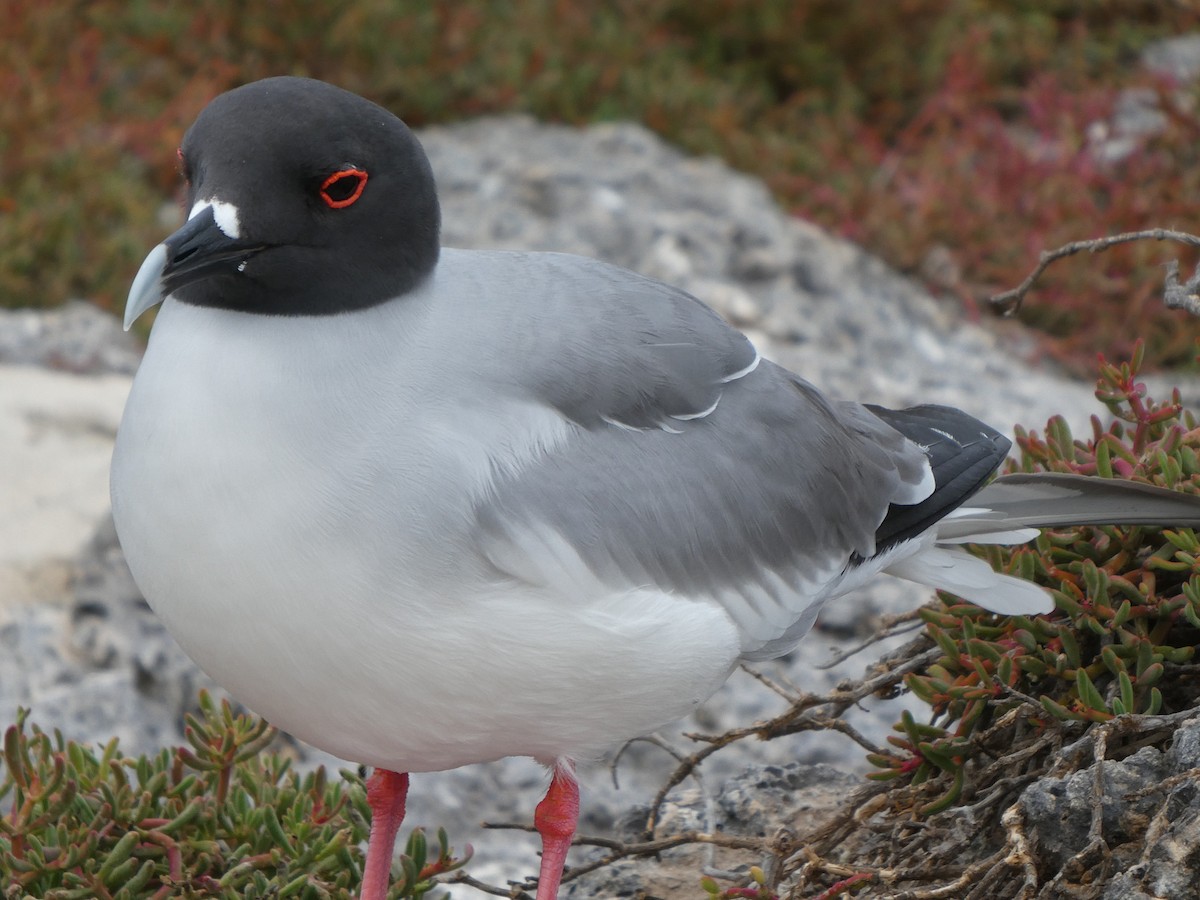 Gaviota Tijereta - ML643969449