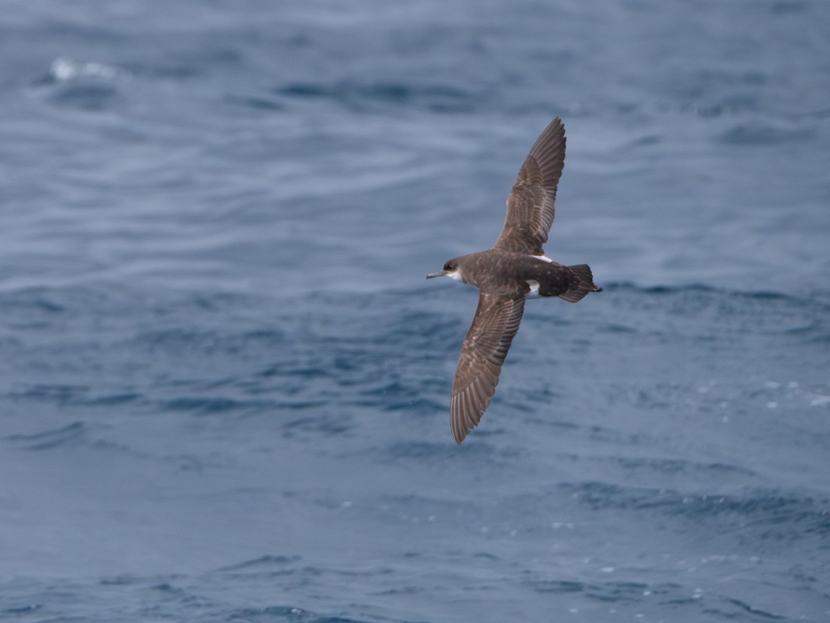 Fluttering Shearwater - ML643969451