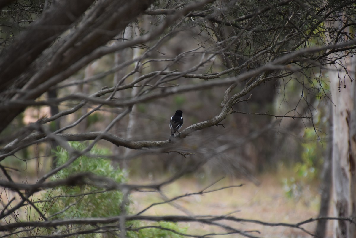 Hooded Robin - ML643969460