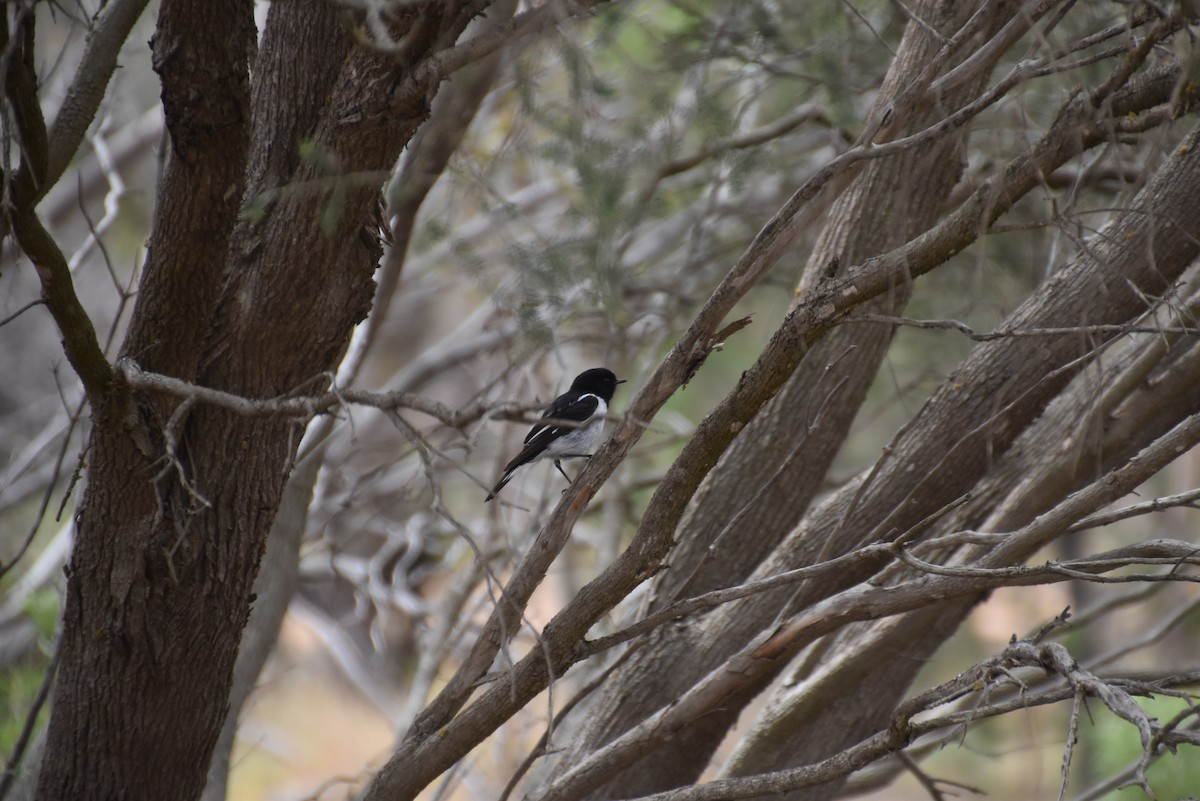 Hooded Robin - ML643969461