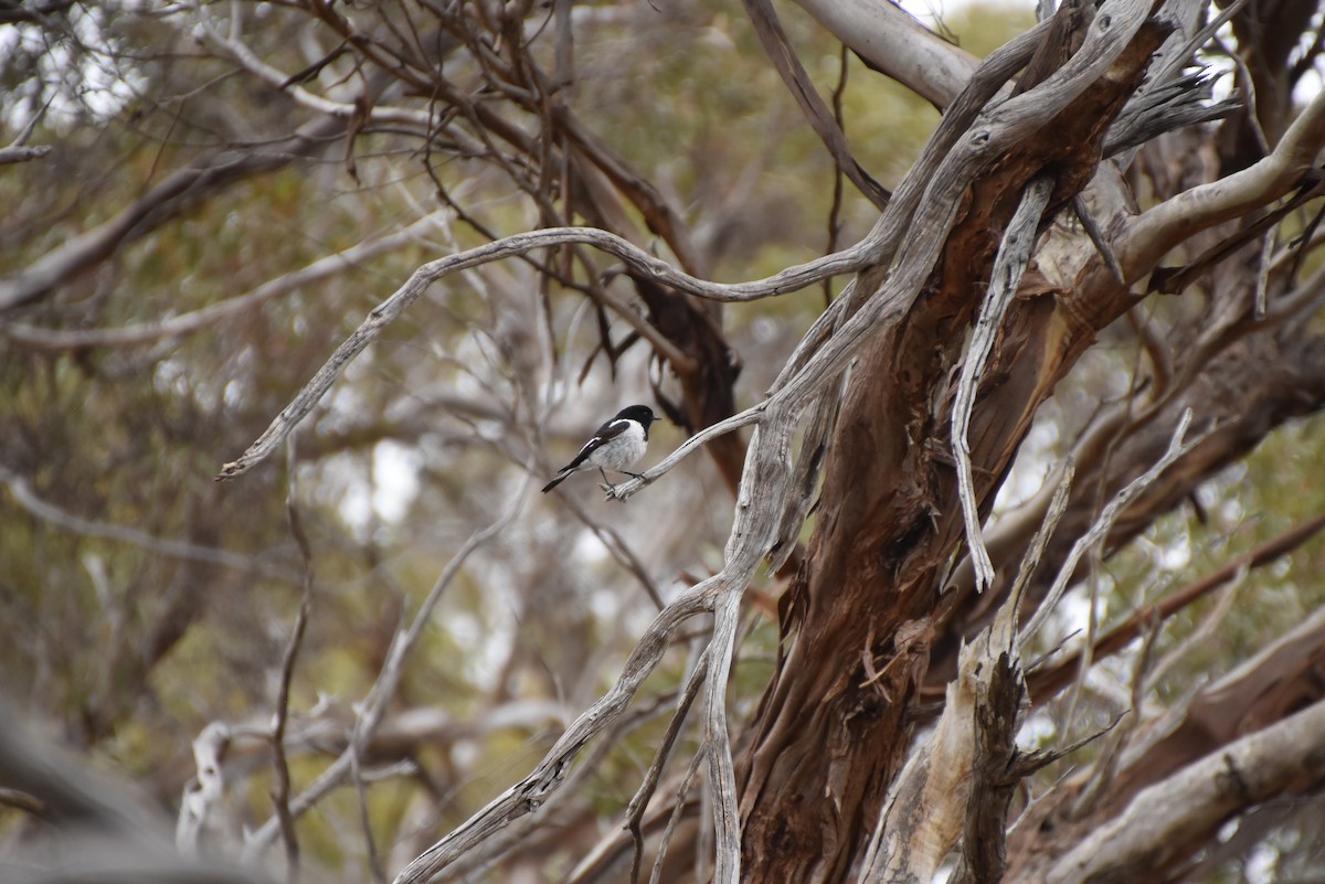 Hooded Robin - ML643969462