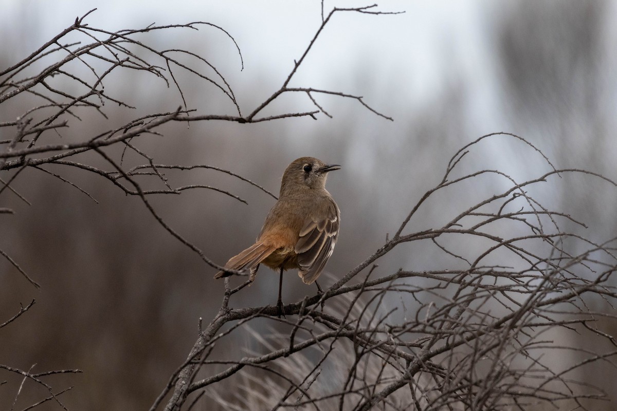 Southern Scrub-Robin - ML643969469