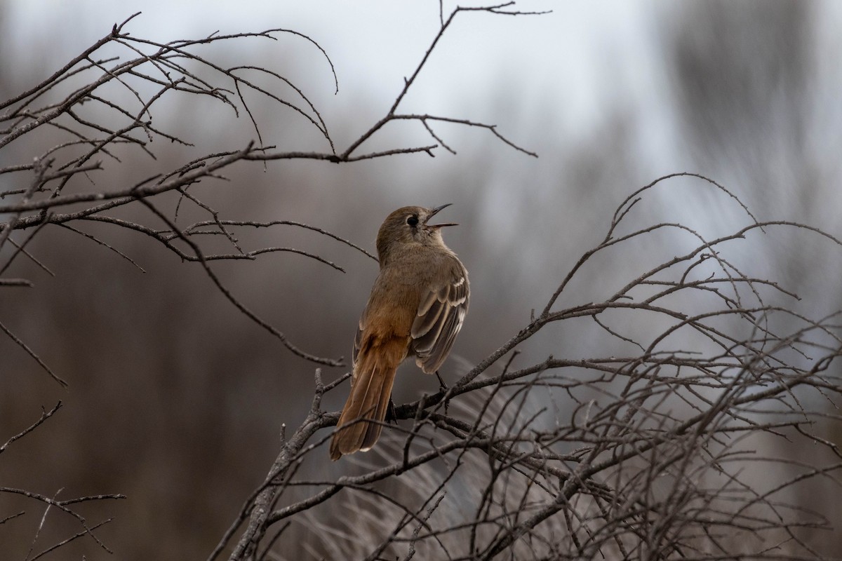 Southern Scrub-Robin - ML643969470
