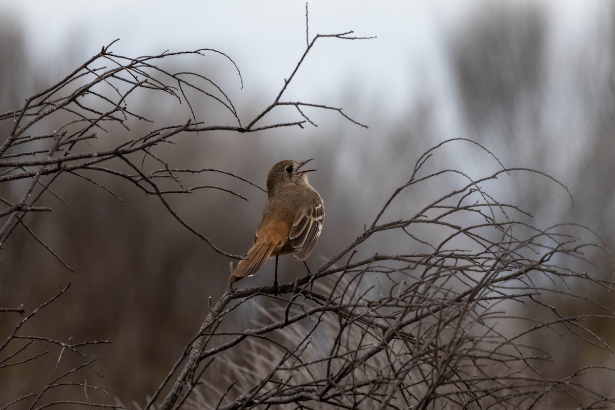 Southern Scrub-Robin - ML643969471