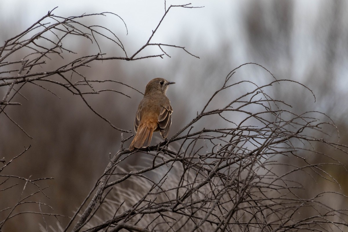 Southern Scrub-Robin - ML643969472