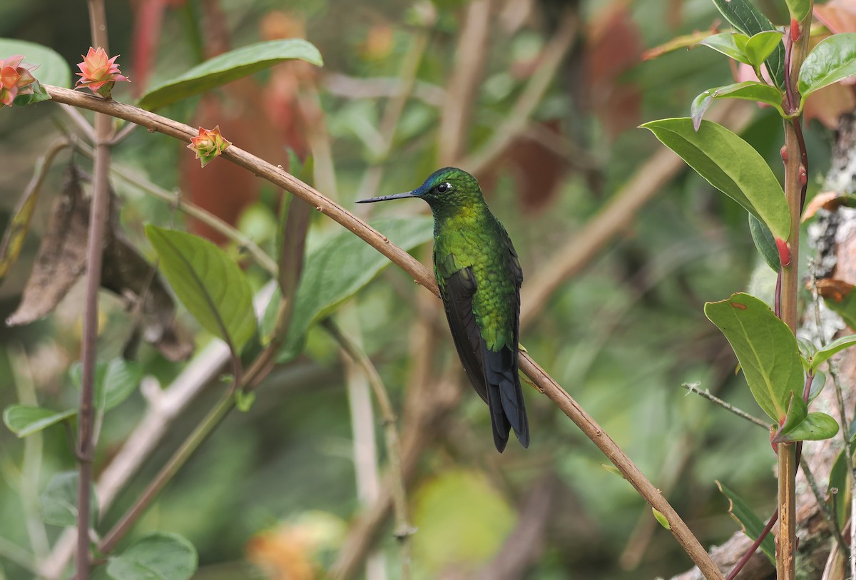 Sapphire-vented Puffleg (Sapphire-vented) - ML643969485