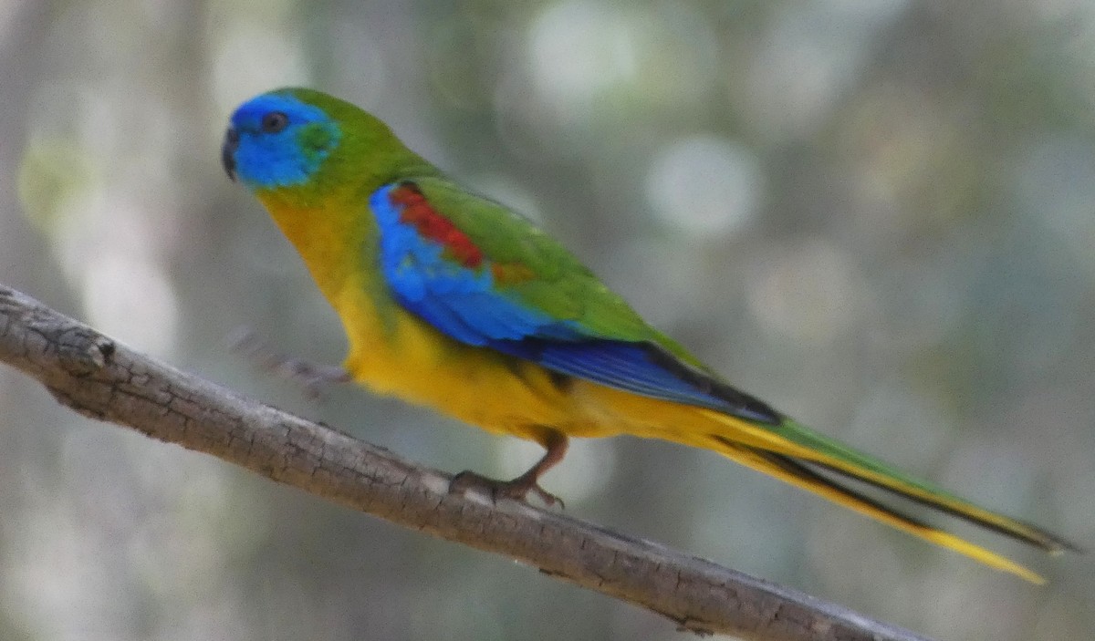 キキョウインコ - ML643969498