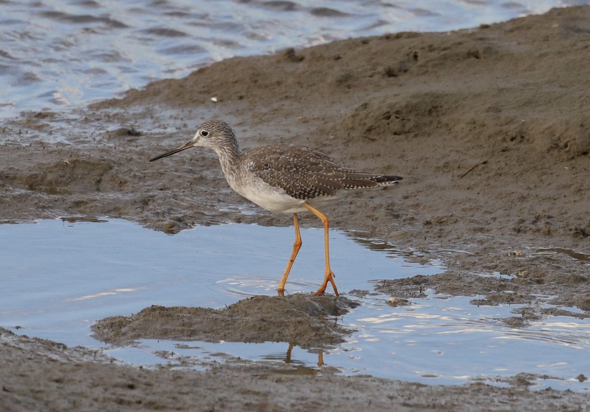 Greater Yellowlegs - ML643969511