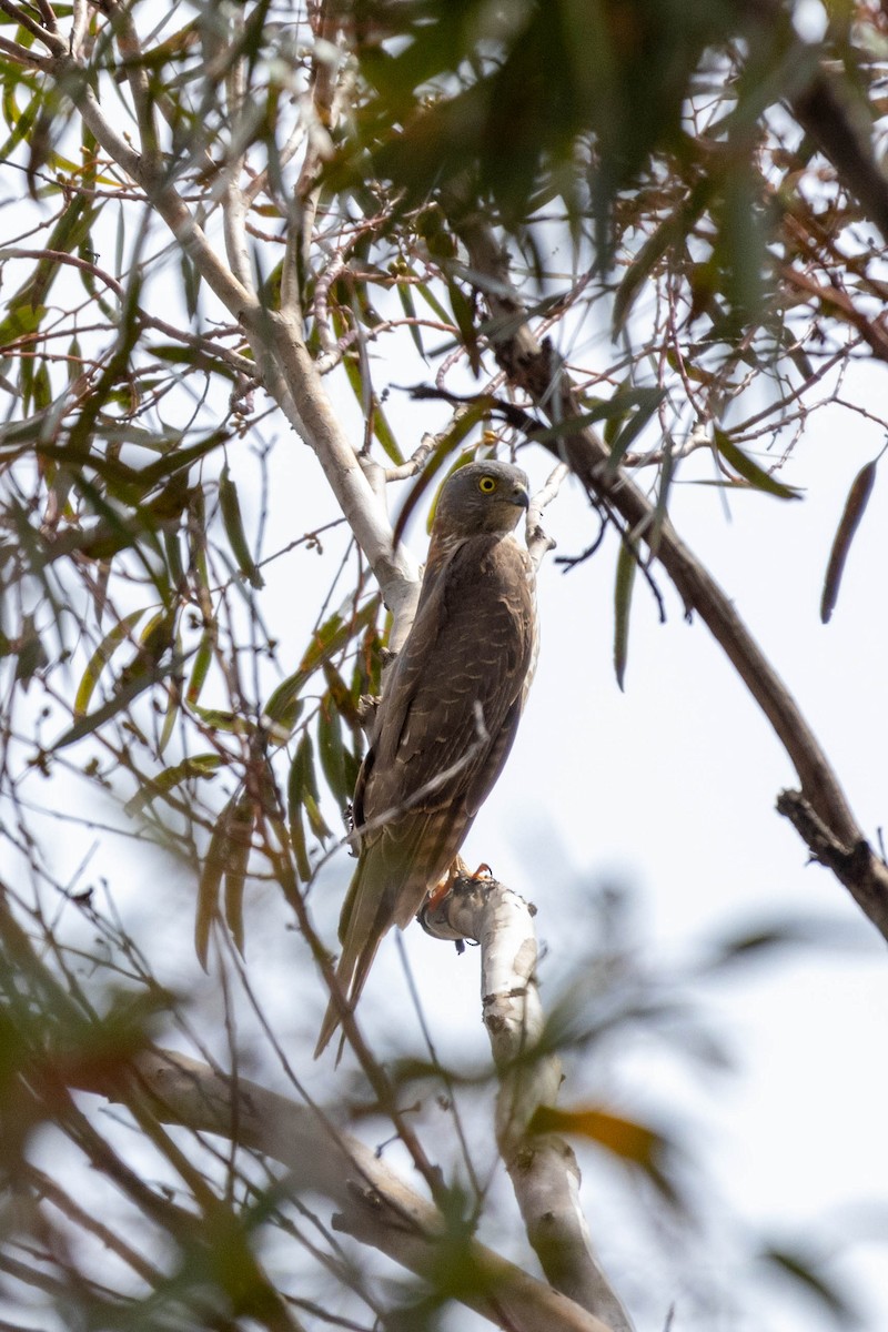 Épervier à collier roux - ML643969512