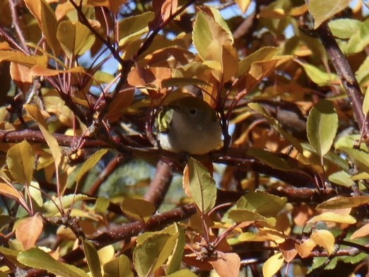 Chestnut-sided Warbler - ML643969523