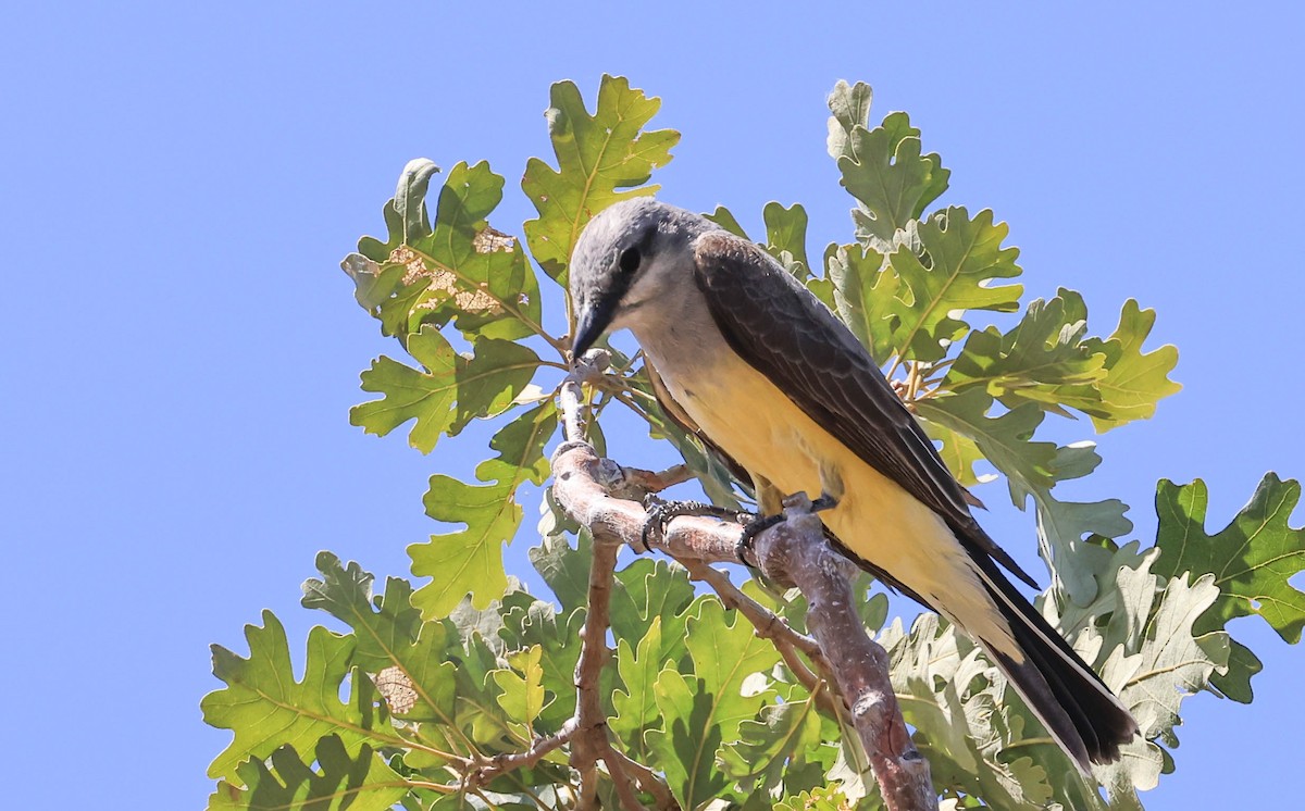 Western Kingbird - ML643969529
