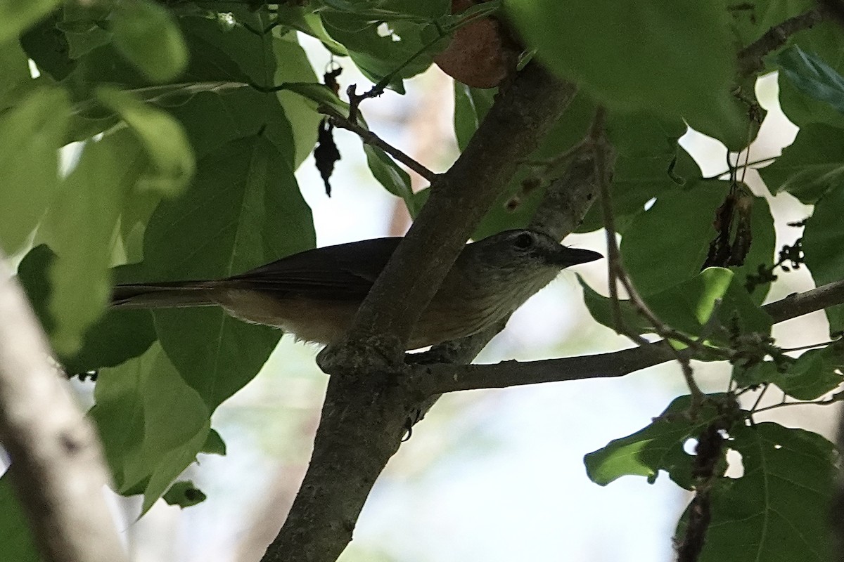 Little Shrikethrush (Arafura) - ML643969533