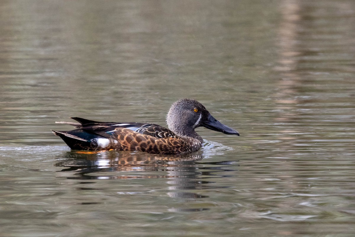 Australasian Shoveler - ML643969543