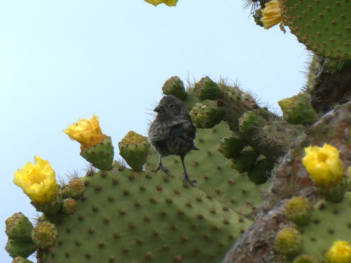 Géospize des cactus - ML643969565