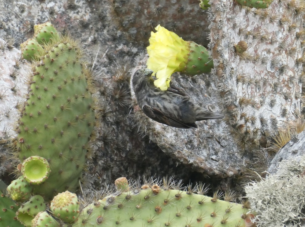 Géospize des cactus - ML643969566