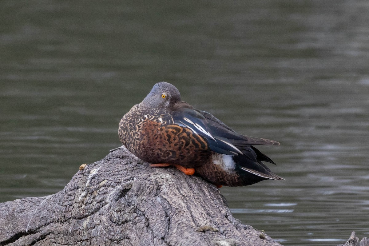 Australasian Shoveler - ML643969571