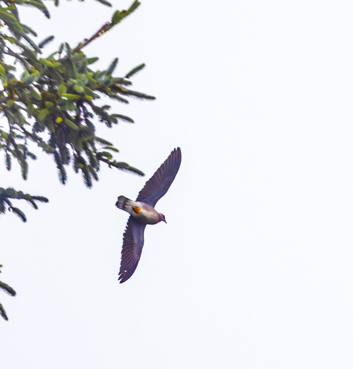 Band-tailed Pigeon - ML643969572