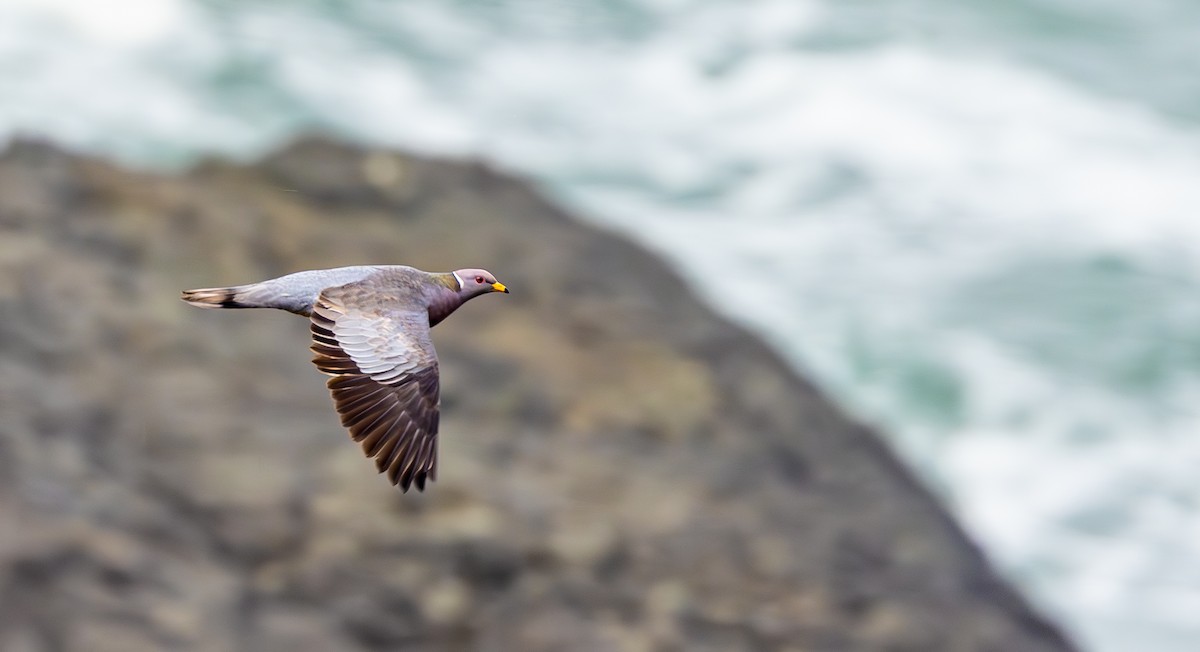 Band-tailed Pigeon - ML643969573