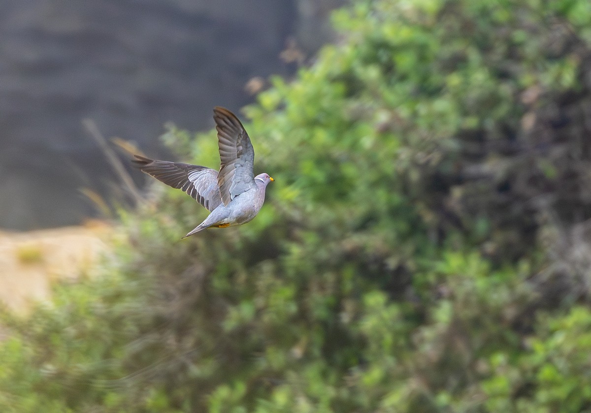 Band-tailed Pigeon - ML643969574