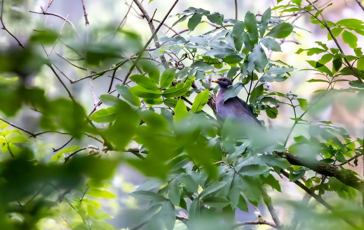 Band-tailed Pigeon - ML643969575