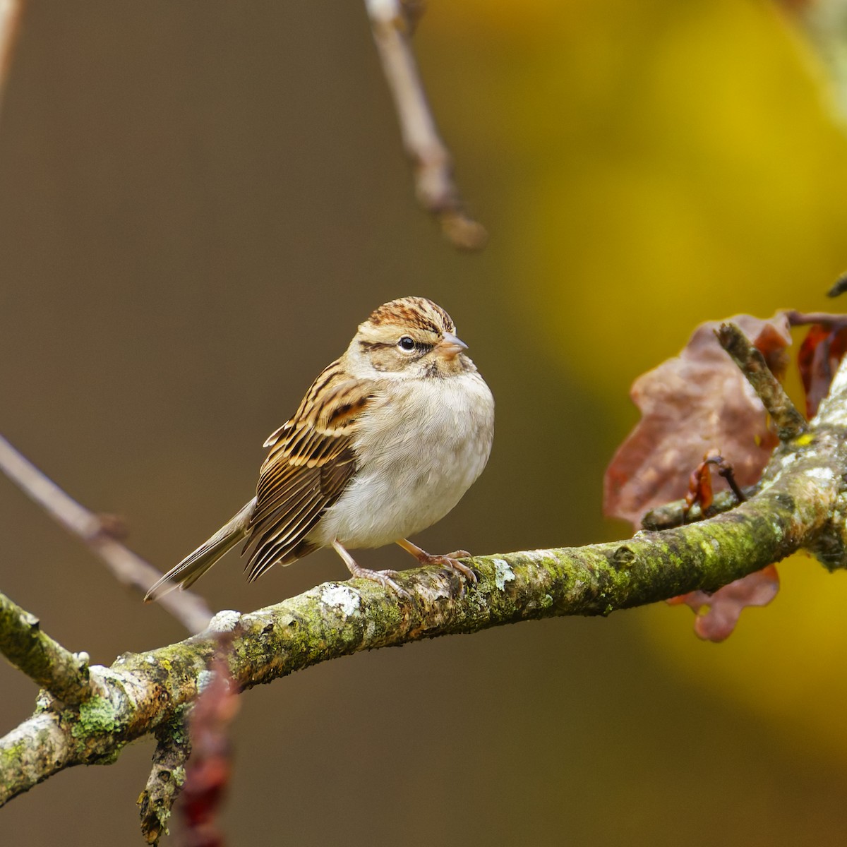Малая воробьиная овсянка - ML643969586