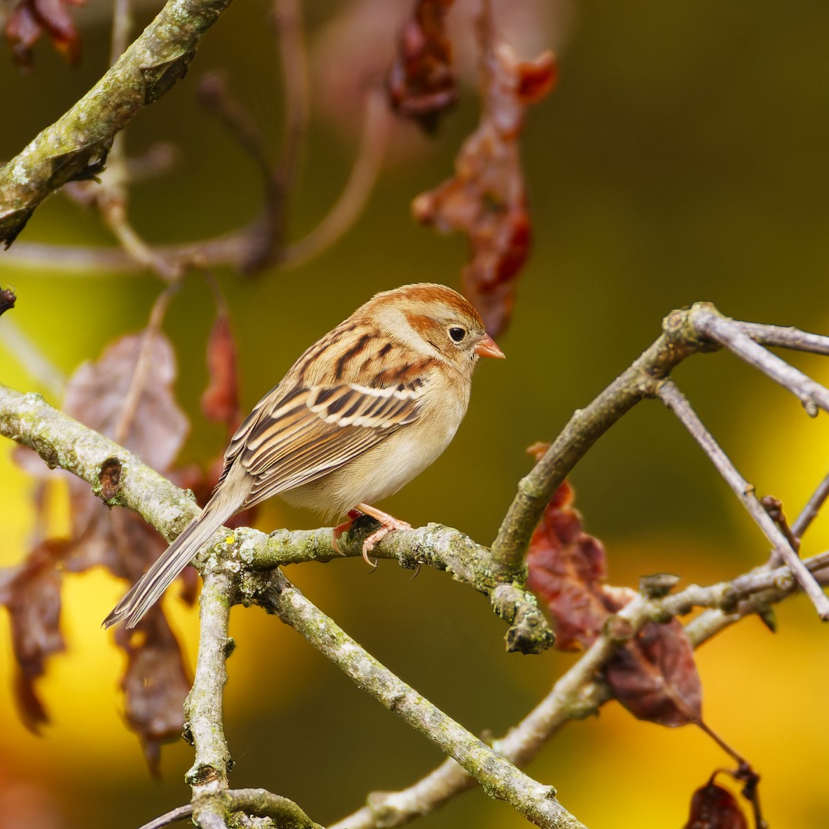Полевая малая овсянка - ML643969590