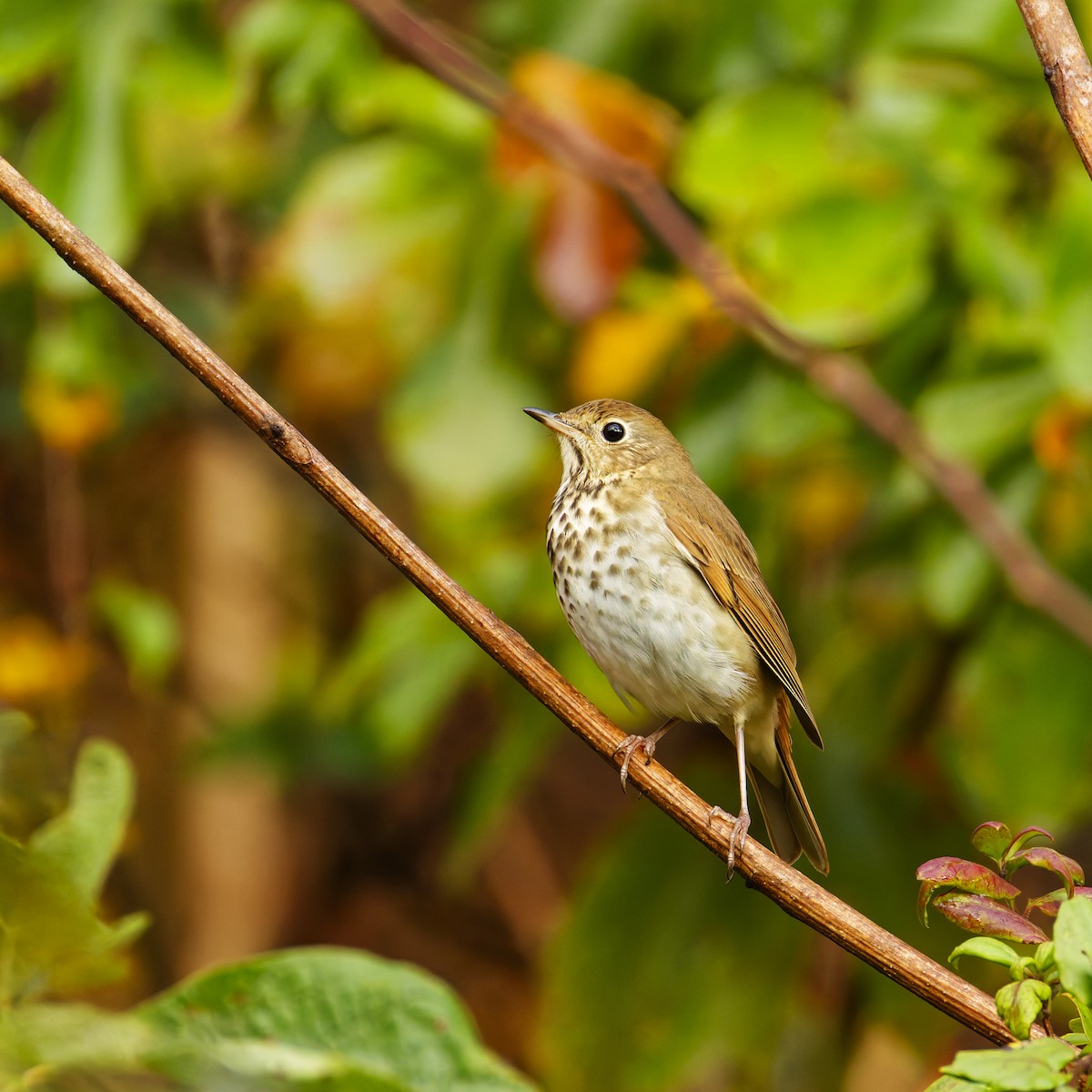 Дрозд-отшельник - ML643969592