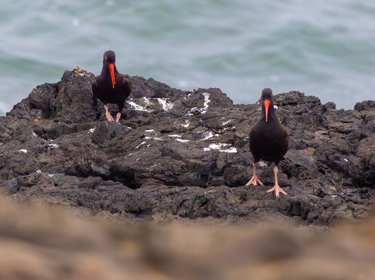 Black Oystercatcher - ML643969593