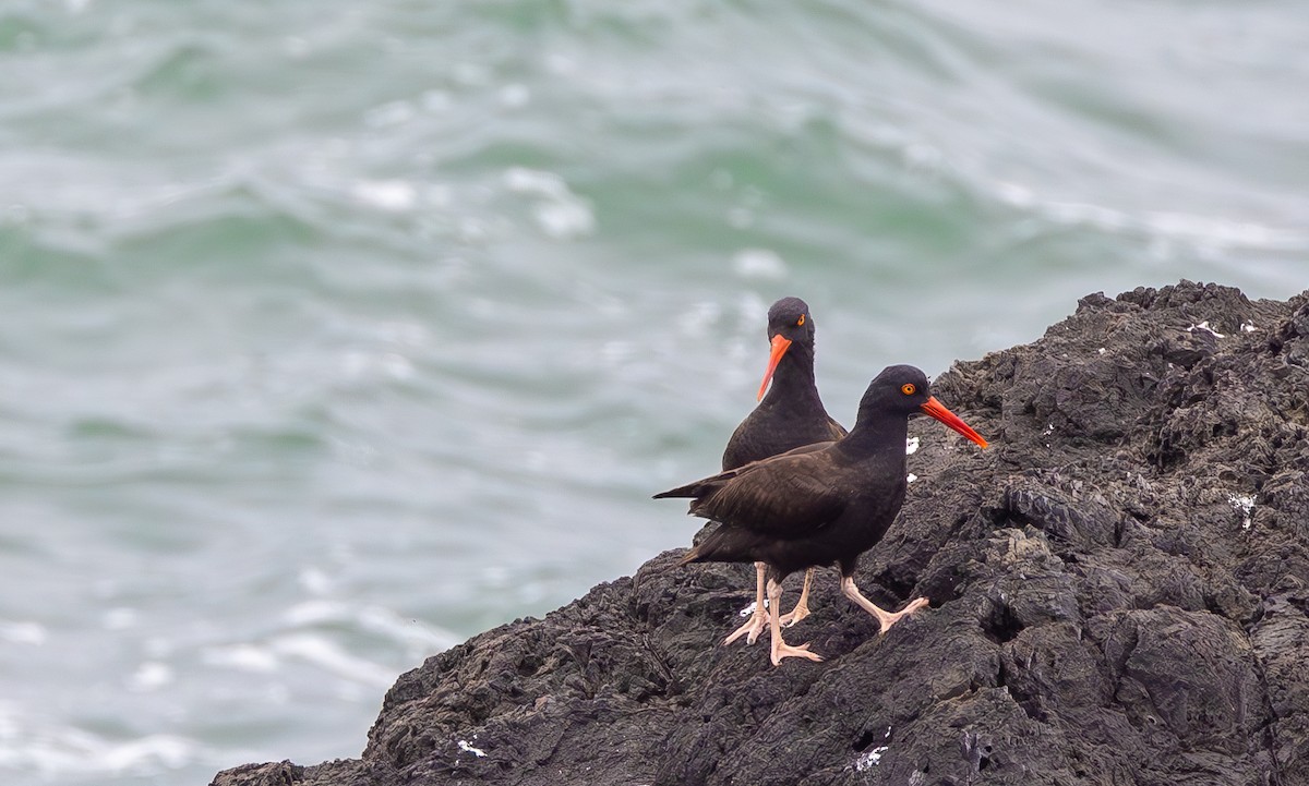 Black Oystercatcher - ML643969594