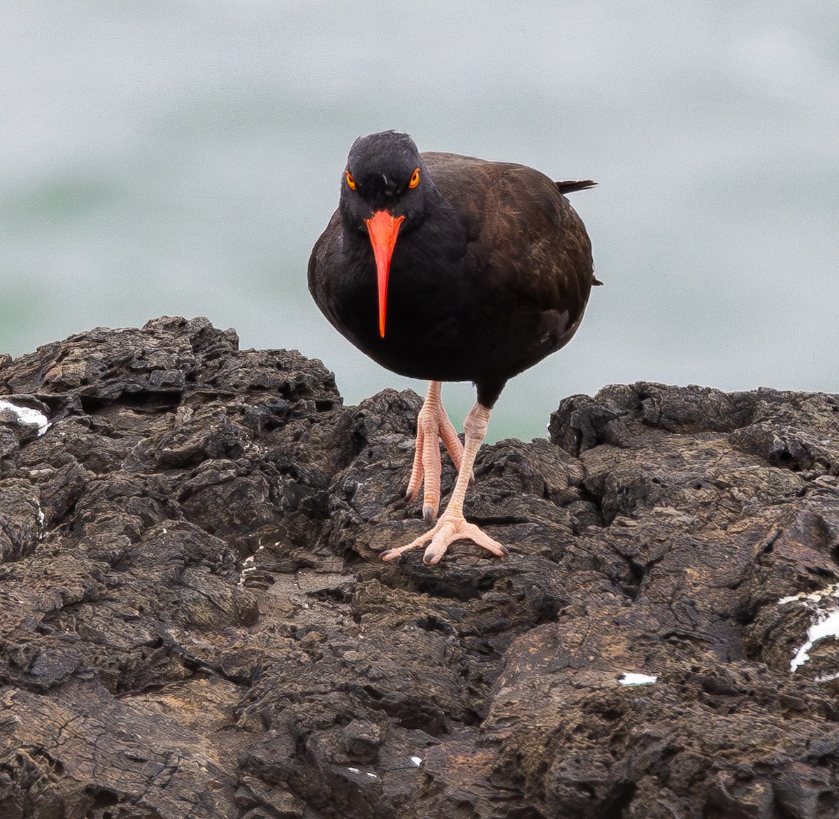 Black Oystercatcher - ML643969595