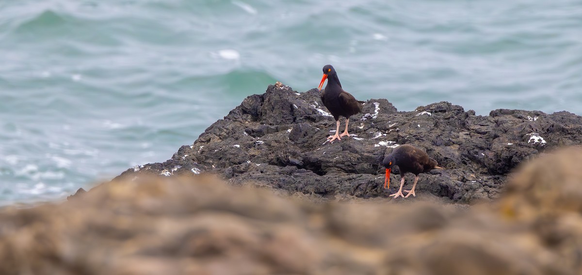 Black Oystercatcher - ML643969596