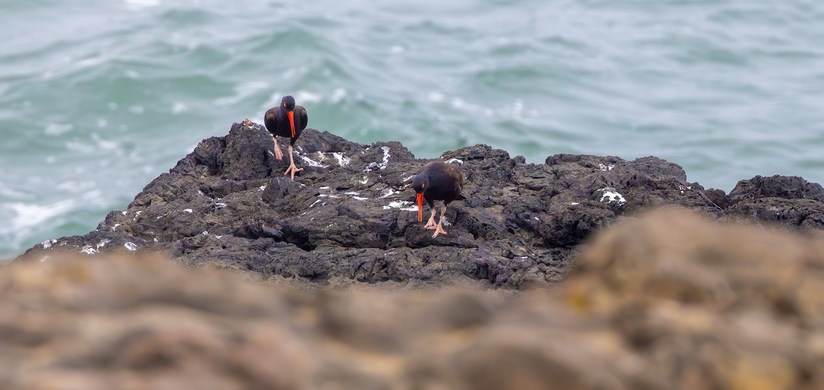 Black Oystercatcher - ML643969597