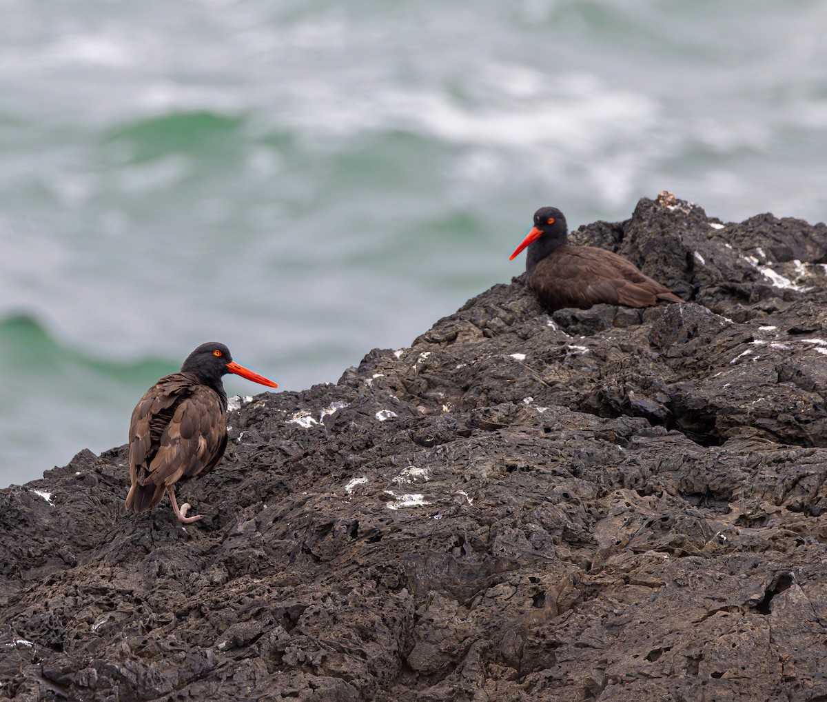 Black Oystercatcher - ML643969598